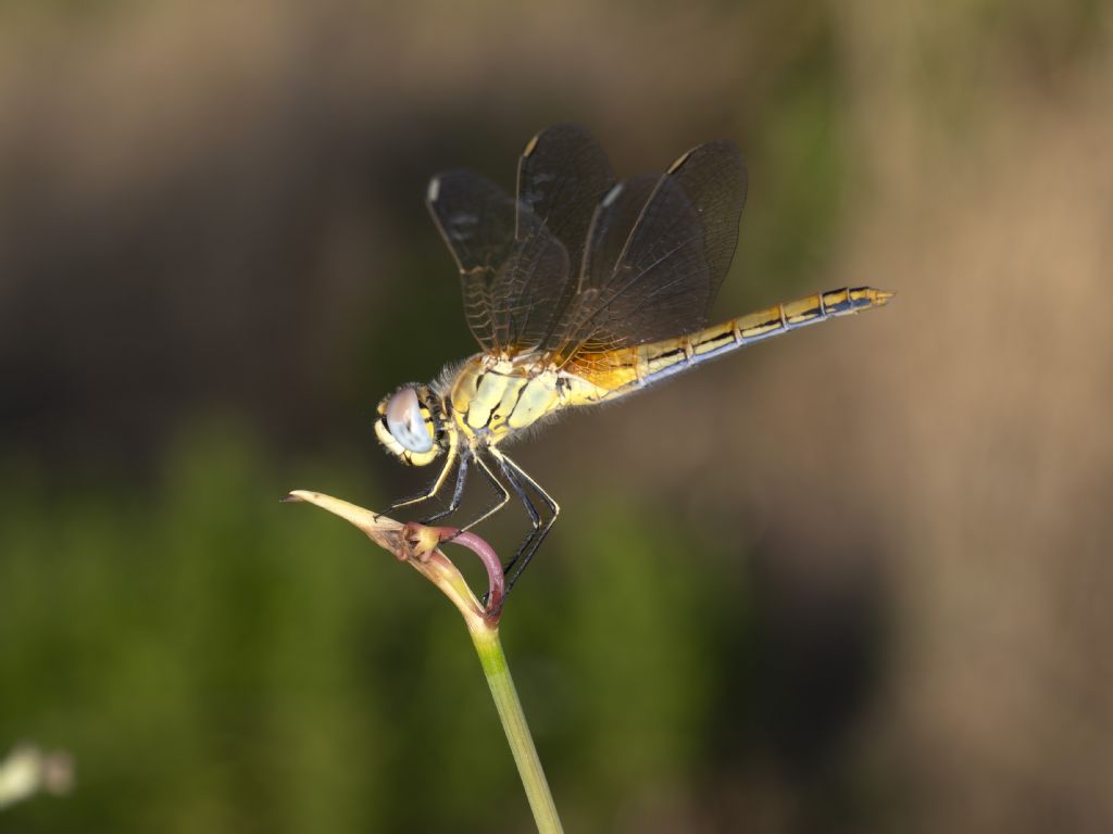 Aiuto identificazione